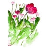 Poppies