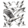 Seagull Seagulls Maritime