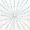 Spider web design