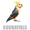 Cockatiel Nymphensittiche Nymphensittich