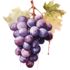 Grapes