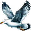 Gull