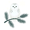Winter owl