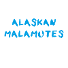 Alaskan Malamute