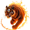 Feuriger Tiger in Bewegung
