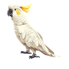 Cockatoo Kakadus Kakadu