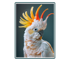 Cacatoès Cacatoès Cacatoès