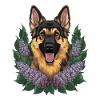 Cute German Shepherd with Lilac