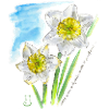 Daffodils