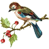 Bunter Vogel