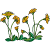Fleur