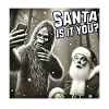Chats Selfie Père Noël