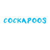 Cockapoo