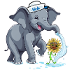 Éléphant Eléphant Maritime