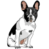Dog French Bulldog
