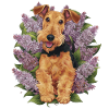 Cute Airedale Terrier with lilac