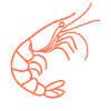 Shrimp