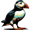 Puffin