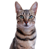 Chat chat chaton doux