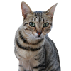 Chat chat chaton doux