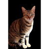 Chat chat chaton doux
