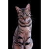 Chat chat chaton doux