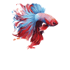 I'm Just Betta Fish