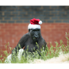 Gorilla At Christmas