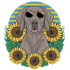 Weimaraner Dog with Sunflowers