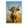 Vaches Vache