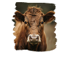 Kühe Kuh