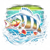 Perche Pêche Poissons Prédateurs