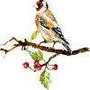 Bunter Vogel