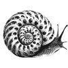 Snail