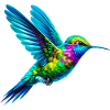 Colibri