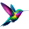Colibri