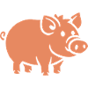 Wild boar