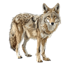 Coyotes Coyote