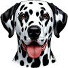 Dalmatian Dog