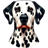 Dalmatian Dog