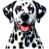 Dalmatian Dog