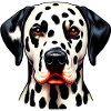 Dalmatian Dog