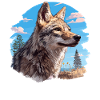 Coyotes Coyote