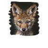 Coyotes Coyote