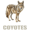 Coyotes Coyote