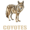 Coyotes Coyote