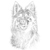 Tervuren Portrait Berger Belge