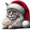 Chat de Noël