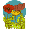 Coquelicots