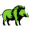 Wild Boar Animal